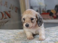 Kaninchen_Dachshund612