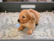 Kaninchen_Dachshund6133