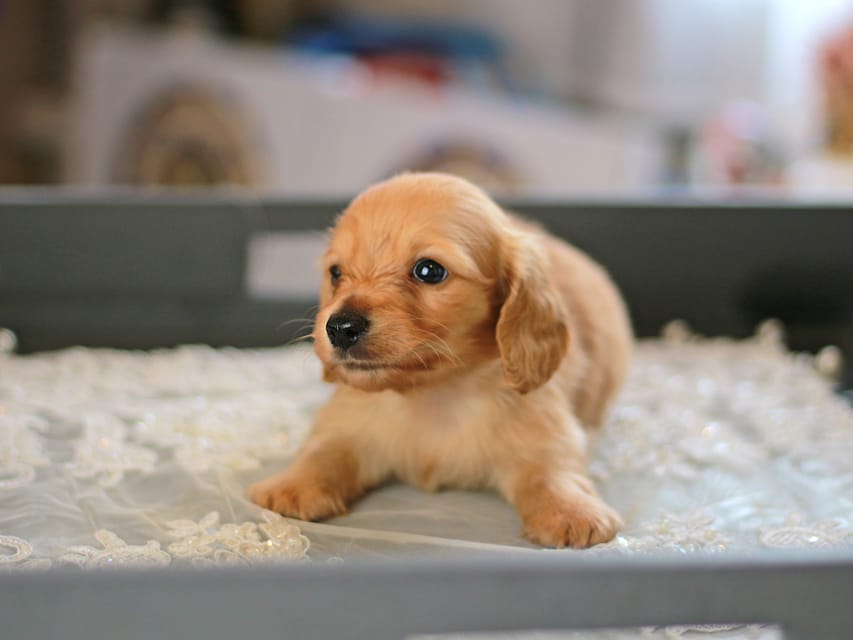 カニンヘン ダックスフンド レディ&スカッシュの子犬 イエロー（クリーム） 男の子