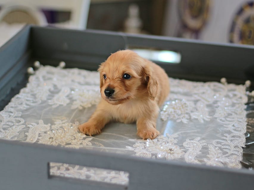 カニンヘン ダックスフンド レディ&スカッシュの子犬 イエロー（クリーム） 男の子