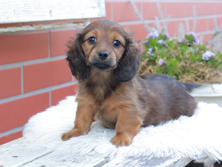カニンヘンダックスフンド チャーミー ＆ ジルベールの子犬 レッド 女の子
