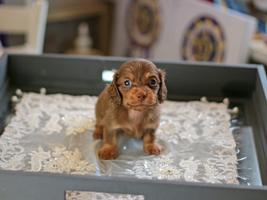 カニンヘン ダックスフンド レディ&スカッシュの子犬 チョコイエロー（チョコクリーム） 男の子