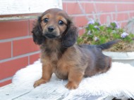 Kaninchen_Dachshund617