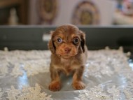 Kaninchen_Dachshund6182 Kaninchen_Dachshund6182