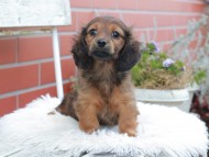 Kaninchen_Dachshund619