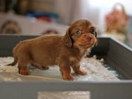 Kaninchen_Dachshund6195