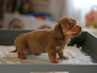 Kaninchen_Dachshund6196 Kaninchen_Dachshund6196