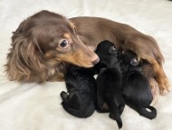 Kaninchen_Dachshund61_0