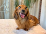 Kaninchen_Dachshund62