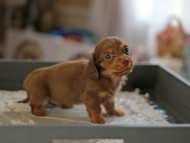 Kaninchen_Dachshund6202