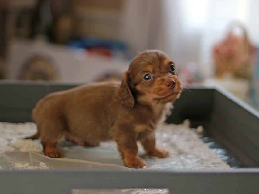 カニンヘン ダックスフンド レディ&スカッシュの子犬 チョコイエロー（チョコクリーム） 男の子