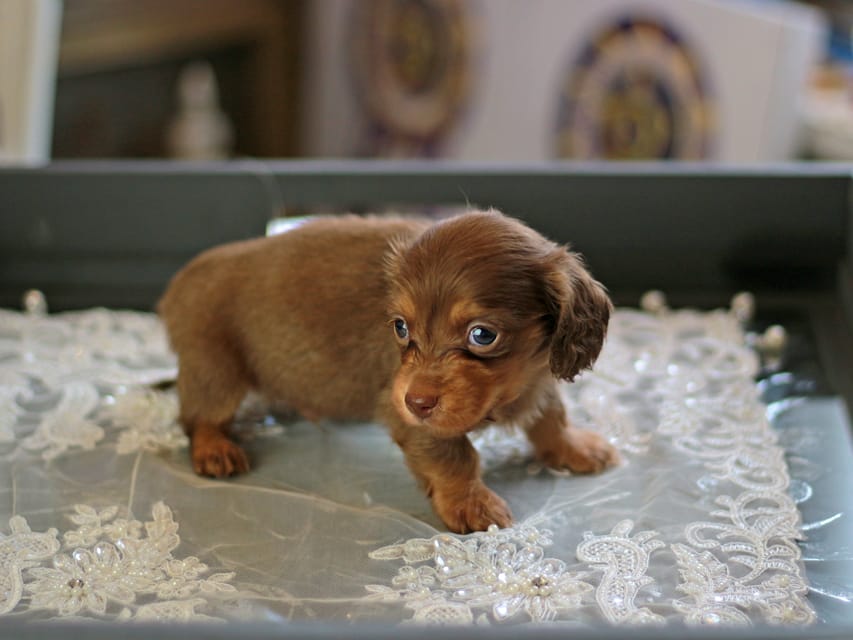 カニンヘン ダックスフンド レディ&スカッシュの子犬 チョコイエロー（チョコクリーム） 男の子