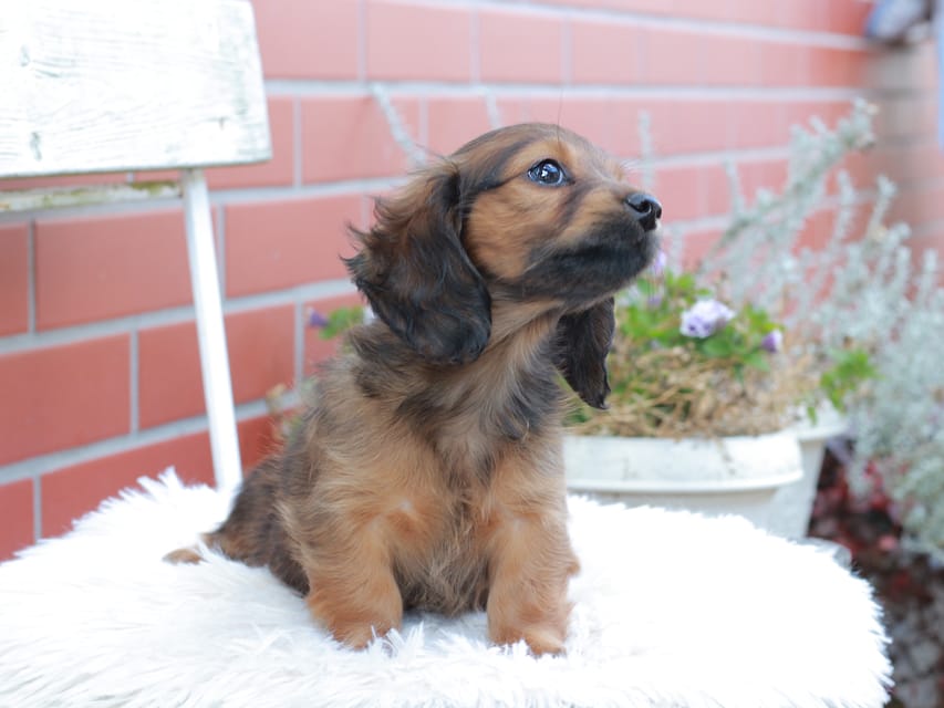 カニンヘンダックスフンド チャーミー ＆ ジルベールの子犬 レッド 女の子