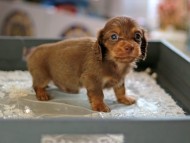 Kaninchen_Dachshund6233