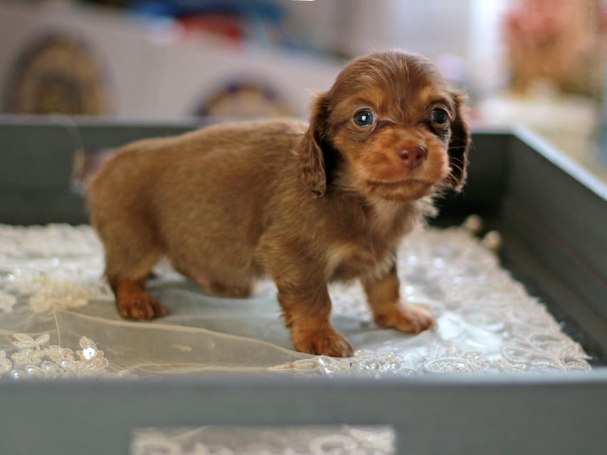 カニンヘン ダックスフンド レディ&スカッシュの子犬 チョコイエロー（チョコクリーム） 男の子