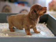 Kaninchen_Dachshund6236