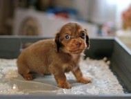 Kaninchen_Dachshund6238