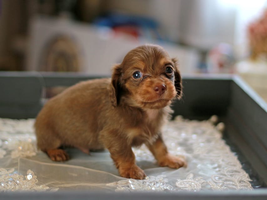 カニンヘン ダックスフンド レディ&スカッシュの子犬 チョコイエロー（チョコクリーム） 男の子