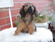Kaninchen_Dachshund626