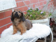 Kaninchen_Dachshund632
