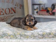 Kaninchen_Dachshund634