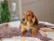 Kaninchen_Dachshund6340