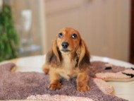 Kaninchen_Dachshund6341 Kaninchen_Dachshund6341