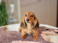 Kaninchen_Dachshund6342
