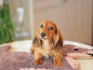 Kaninchen_Dachshund6343
