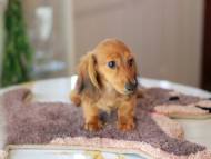Kaninchen_Dachshund6353