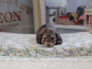 Kaninchen_Dachshund636 Kaninchen_Dachshund636