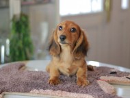 Kaninchen_Dachshund6375 Kaninchen_Dachshund6375