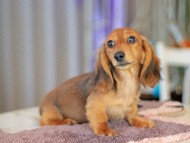 Kaninchen_Dachshund6383 Kaninchen_Dachshund6383