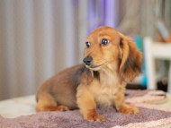 Kaninchen_Dachshund6388