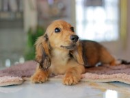 Kaninchen_Dachshund6405