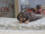 Kaninchen_Dachshund641