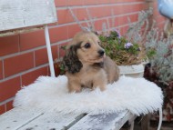 Kaninchen_Dachshund641