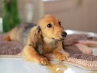Kaninchen_Dachshund6413