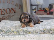 Kaninchen_Dachshund642 Kaninchen_Dachshund642