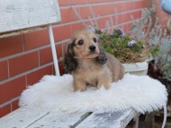 Kaninchen_Dachshund643