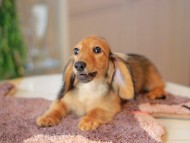 Kaninchen_Dachshund6430