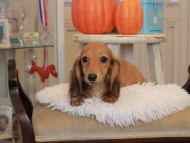 Kaninchen_Dachshund6433