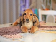 Kaninchen_Dachshund6435
