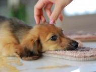 Kaninchen_Dachshund6448