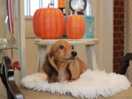 Kaninchen_Dachshund6452