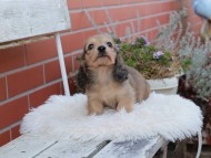 Kaninchen_Dachshund646