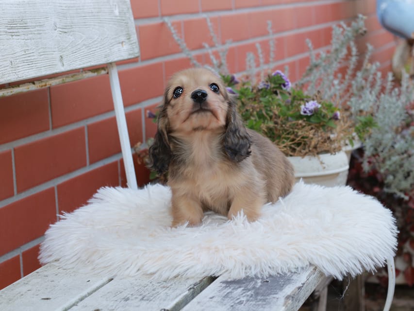 カニンヘンダックスフンド うさぎ ＆ スパーキーの子犬 イエロー 男の子