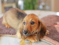 Kaninchen_Dachshund6464