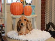 Kaninchen_Dachshund6467