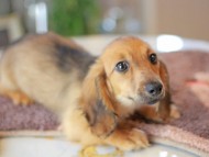 Kaninchen_Dachshund6468 Kaninchen_Dachshund6468